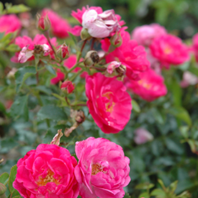 Plant Photo 6