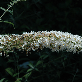 Plant Photo 2