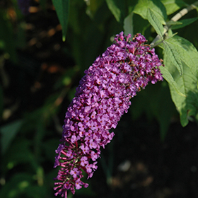 Plant Photo 1