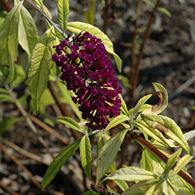 Plant Photo 9