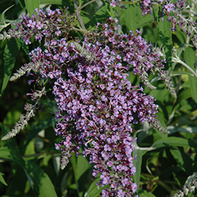 Plant Photo 6
