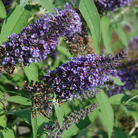 Plant Photo 6
