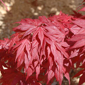 Plant Photo 4