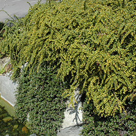 Plant Photo 5