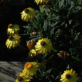 Plant Photo 4