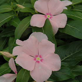 Plant Photo 3