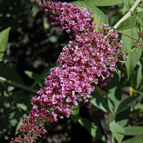 Plant Photo 4