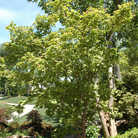 Plant Photo 10