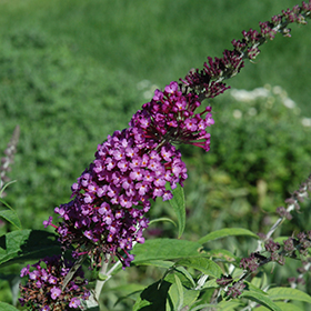 Plant Photo 10