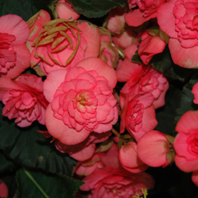 Plant Photo 2