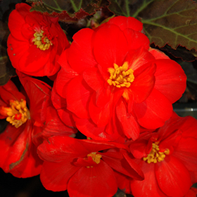 Plant Photo 4