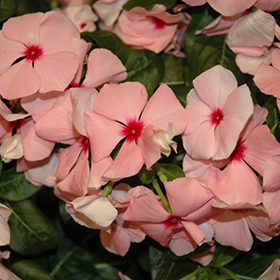 Plant Photo 1