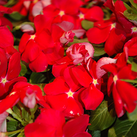 Plant Photo 2