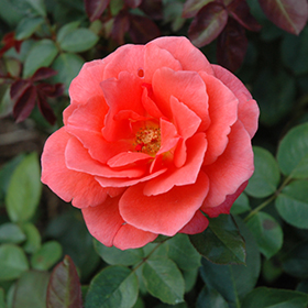 Plant Photo 5