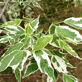 Plant Photo 2