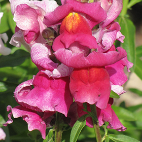 Plant Photo 1