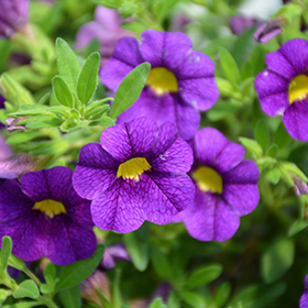 Plant Photo 5
