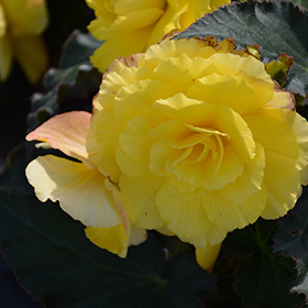 Plant Photo 4