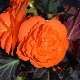 Plant Photo 8