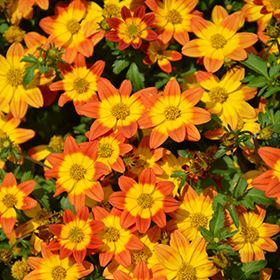 Plant Photo 9