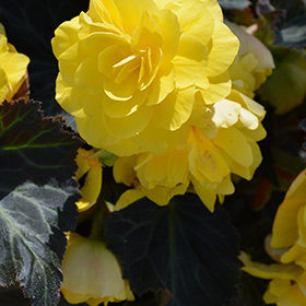 Plant Photo 6
