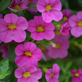 Plant Photo 4