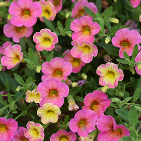 Plant Photo 6