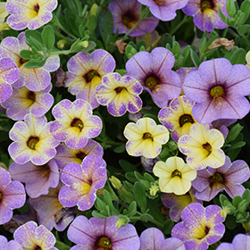 Plant Photo 7