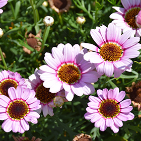 Plant Photo 1