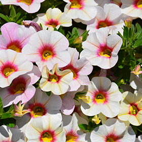 Plant Photo 1