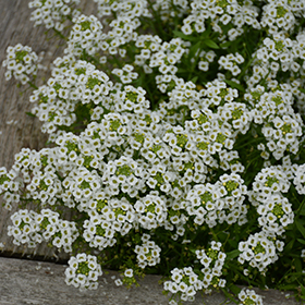 Snow Princess Alyssum Lobularia Snow Princess In Ottawa Nepean Kanata Stittsville Gatineau Aylmer Ontario On At Make It Green Garden Centre