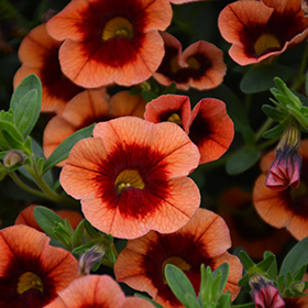 Plant Photo 7