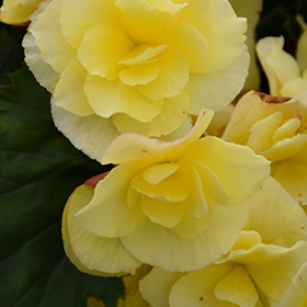 Plant Photo 4