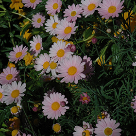 Plant Photo 6