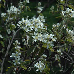 Plant Photo 4