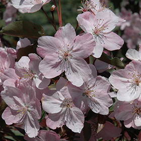 Plant Photo 7