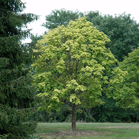 Plant Photo 7