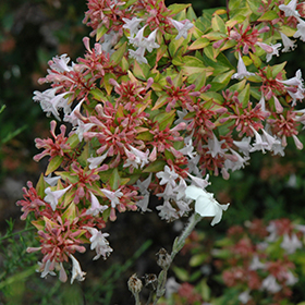 Plant Photo 2