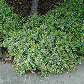 Plant Photo 9