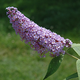 Plant Photo 10