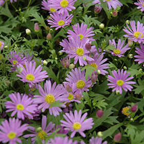 Plant Photo 3