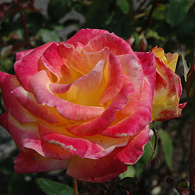 Plant Photo 2