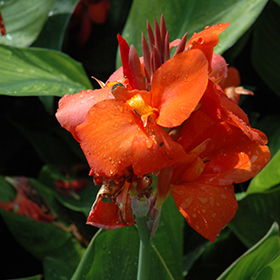 Plant Photo 6