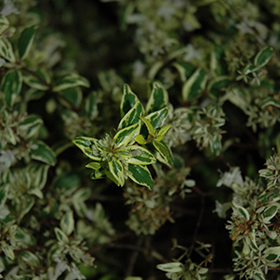 Plant Photo 8