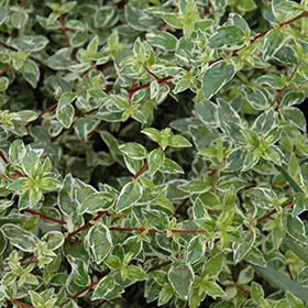 Plant Photo 3