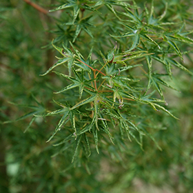 Plant Photo 1