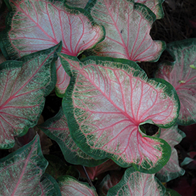 Plant Photo 9