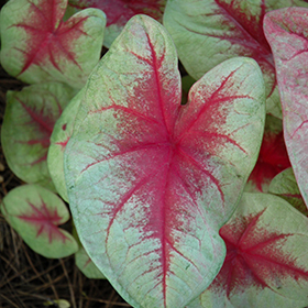 Plant Photo 2