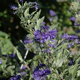 Plant Photo 5
