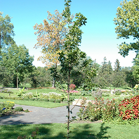 Plant Photo 5